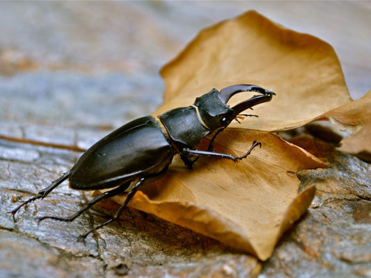 Stag Beetle