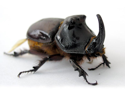 Rhinoceros Beetle