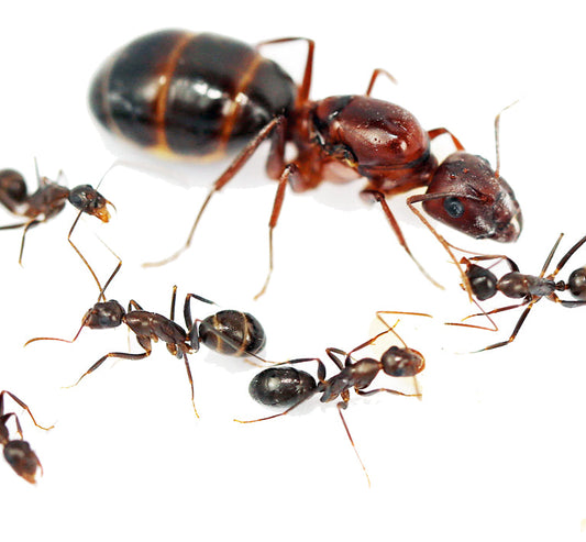 Kiến thợ mộc Turkestan: Sắc vàng rực rỡ, Dễ nuôi, Đẹp mắt!