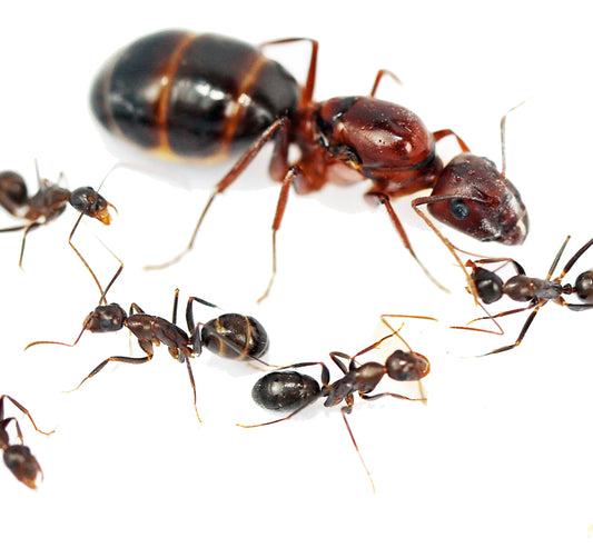 Turkestan Carpenter Ant