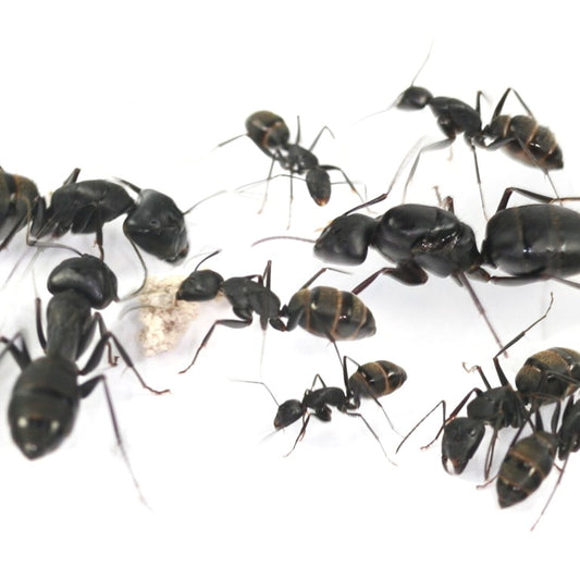 Japanese Carpenter Ant ( Queen )