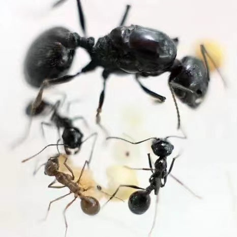 Desert Harvester Ant