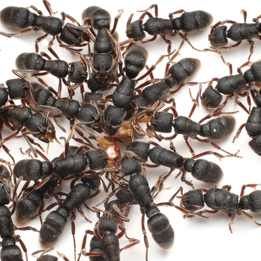 Red Wood Ant (Queen)
