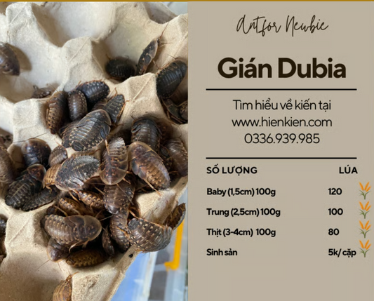 Dubia Cockroach