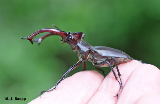 Stag Beetle