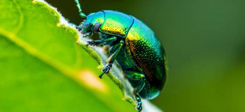 Metallic Beetle
