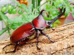 Chilean Stag Beetle