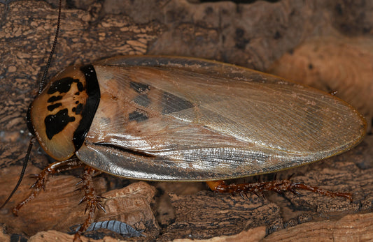 Leopard Cockroach