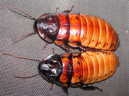 Madagascar Hissing Cockroach