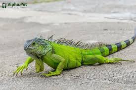 South American Dragon