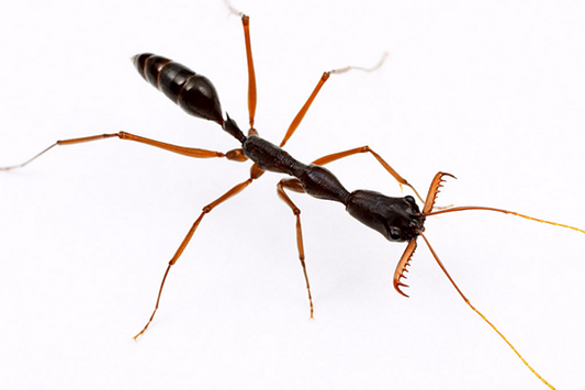 Trap-jaw Ants
