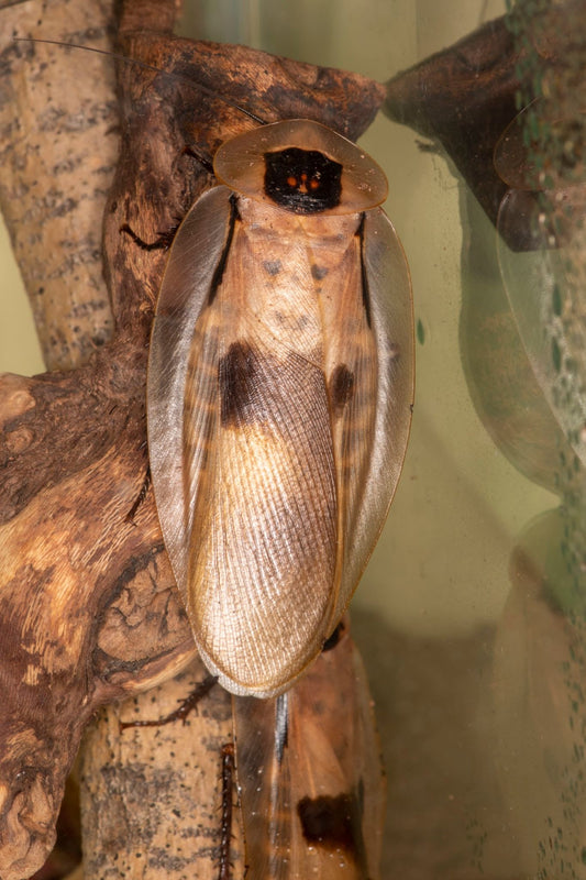 Silver Shell  Cockroach