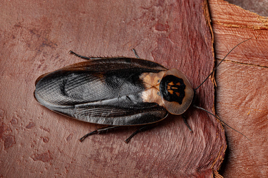Death's Head Cockroach