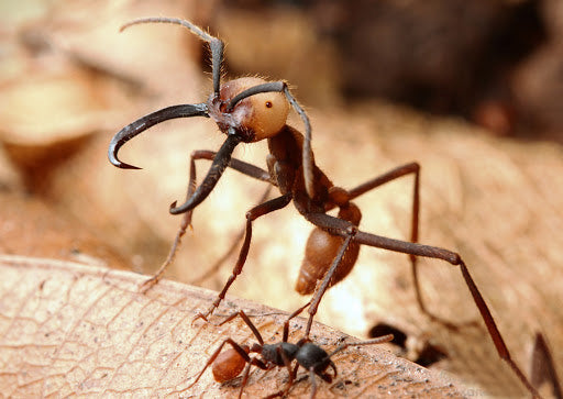Big-headed Ant
