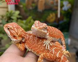 Australian Water Dragon