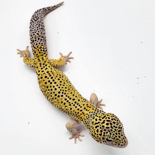 Leopard Gecko