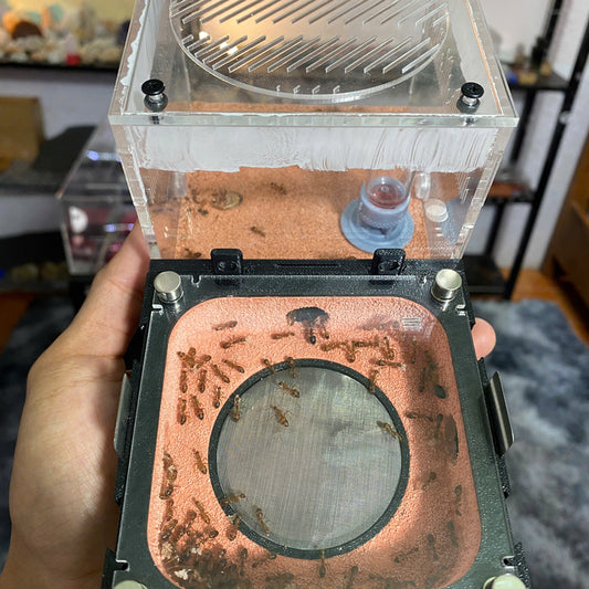 Tank LB01 (infinitely expandable)