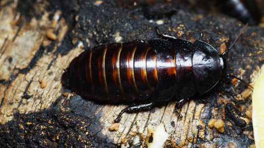 Mini Hissing Cockroach